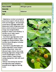 In people with diabetes, high levels of. Daun Ketum Bakal Di Bawah Akta Dadah Berbahaya