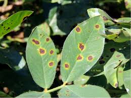 Early leaf spot found on peanuts in Arkansas research plot