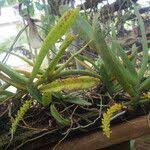 Image result for Diaphananthe odoratissima