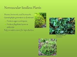 Seeds protect the embryonic plant during its early stages and store food. Nonvascular Plants And Seedless Vascular Plants Bsc 2011