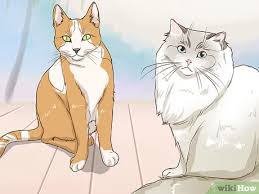 It was once considered to be a variant of the ragdoll cat but was established as a separate breed in 1994. 3 Ways To Identify A Ragamuffin Cat Wikihow Pet