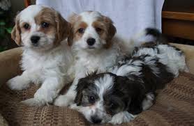 Purebred johnson american bulldog puppies for sale. Cavachon Calalier King Charles X Bichon M F Non Shed Hypoal For Sale In Beamsville Ontario Nice Pets In Canada