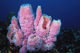 Image result for Halopegia azurea