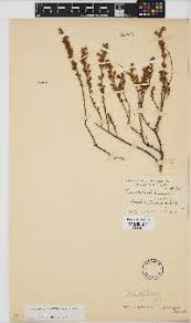 Image result for Eriocephalus microphyllus