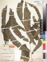 Image result for Coniogramme africana