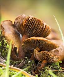 We did not find results for: 7 Of The World S Most Poisonous Mushrooms Britannica