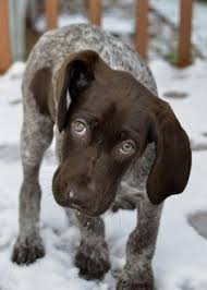 How To Groom A German Shorthaired Pointer Kedi Kopek Kopek Evcil Hayvanlar