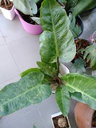 Hi, me again...can anyone ID?