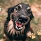 Sweat for Pets - Freckles & Tomcat Fundraiser