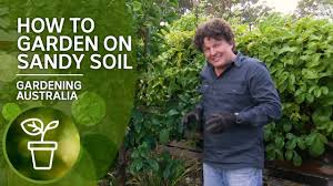 Employ the power of roots to break up heavy soils and add organic matter. How To Garden On Sandy Soil Youtube