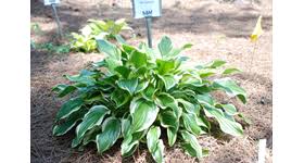 Check spelling or type a new query. Choose Hostas For Louisiana Gardens