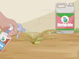 Sel d'epsom, les visiteurs ont également aimé: 3 Manieres De Se Debarrasser Des Chardons Wikihow