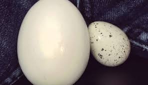 Testicular cancer is normally characterised by a lump or swelling on one of your testicles, the male not all testicular lumps are cancerous, while only four per cent of scrotal lumps are, but you should then repeat for the other testicle. One Testicle Bigger Than The Other Causes Risks And Self Exams