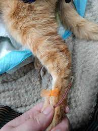 It was first introduced into veterinary medicine in 1931 as an anesthetic agent. Euthanasia Process American Association Of Feline Practitioners