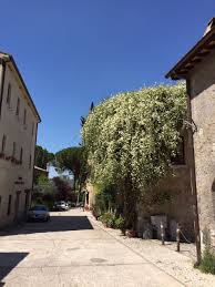 Wine And Olive Oil Tours Near Rome Rome Tours Rome Rome Italy