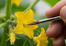 Image result for how to self pollinate cucumbers