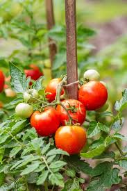 We did not find results for: Growing Tomatoes 7 Simple Secrets To Grow Your Best Crop Ever