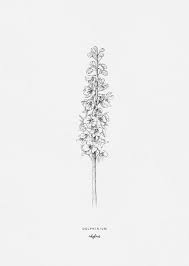 Inkylines Botanic Larkspur Tattoo Larkspur Flower Tattoos Delphinium Tattoo