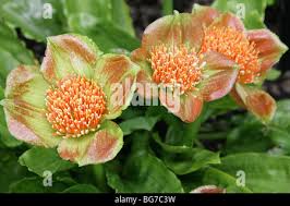 Image result for Scadoxus membranaceus
