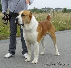 jangal akmenu gele pedigree database central asia shepherd dog alabai dog dogs shepherd dog