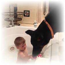 Check spelling or type a new query. Arc Beaucerons