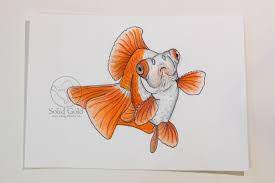 Which is the biggest goldfish with a butterfly tail? Red White Butterfly Telescope Drawing By Jennie Connelly Solidgoldfish Com Dessin Poisson Dessin Telescope