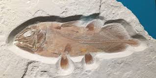 The coelacanths are an ancient group of creatures that have existed for more than 360 million years. Scientists Discover 66 Million Years Old Coelacanth Fossil In Morocco
