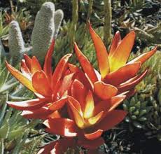 Image result for Crassula capitella