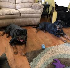 With these basic commands, you will be well on your way to owning an obedient and well. Rottweiler Puppies For Sale An Adoption Home Facebook
