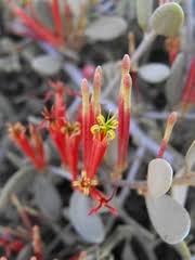 Image result for Plicosepalus amplexicaulis