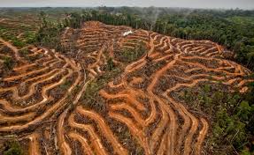 The organisms that previously inhabited the site are displaced or dead, thereby reducing biodiversity and species abundance. Habitat Loss 18 Percent Since 1700s