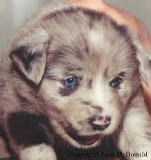 The color may change over the coming months and years. Indi Husky Eye Color Change Age
