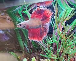 So if you mate a crowntail with a female betta there are 90% chances of t. Twin Tail Half Moon Betta Just Bought Her Yesterday Bettafish