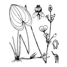 Image result for Caldesia parnassifolia