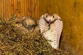 Shedding Away Your Fear Of S-S-S-Snakes | Cognitive Healing