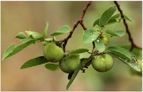 Image result for Lannea schimperi