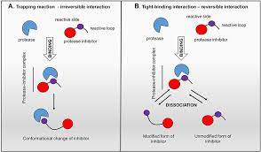 Adding a protease inhibitor to your cell suspensions will prevent unwanted proteolysis during protein extraction. Current Status And Perspectives Of Protease Inhibitors And Their Combi Dddt