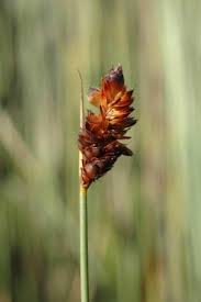 Image result for Schoenoplectiella articulata