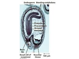 A plant cell has several features that make it different from an animal cell, including a cell wall, huge vacuoles, and chloroplasts, which photosynthesize. The Angiosperm Plant Body Structure And Development Formation