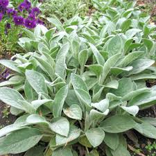 Image result for Stachys