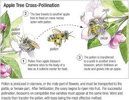 This results in fertilization*, and the seed develops. Cross Pollination Lessons Blendspace