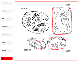 Comparing Four Cells Animal Plant Bacteria Yeast Collectedny