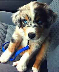 Australian cattle dog puppies for sale and dogs for adoption. Siberpoo Siberian Husky Poodle Mix Info Temperament Puppies Pictures