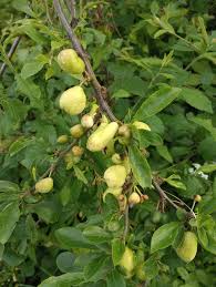 Image result for Dovyalis macrocalyx