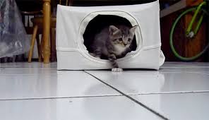 Check spelling or type a new query. Cara Membuat Rumah Kucing Super Simpel Dan Tanpa Biaya Instruksi Kreatif Indonesia