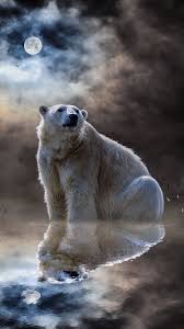 We hope you enjoy our growing collection of hd images to use as a background or home screen for your smartphone or please contact us if you want to publish a bear desktop wallpaper on our site. Animals Polarbear Ocean Reflection Wallpapers Hd 4k Background For Android Save The Polar Bears Polar Bear Art Polar Bear Wallpaper