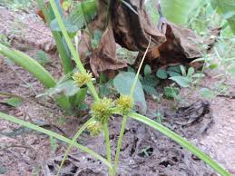 Image result for Courtoisina cyperoides