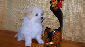 Teacup morkie puppies for sale in florida. Teacup Morkie Puppies 8 Weeks Old For Sale In Hollywood Florida Classified Americanlisted Com