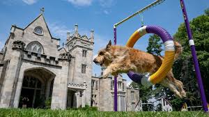 The westminster dog show takes place on sunday, february 9, monday, february 10 and tuesday, february 11, 2020. V4fukbyvplog6m