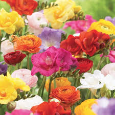 Fragrant Freesia Mix Flowers And Bulbs Veseys Flowers Fragrant Flowers Fragrant